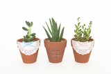Ceramic pots with herbs