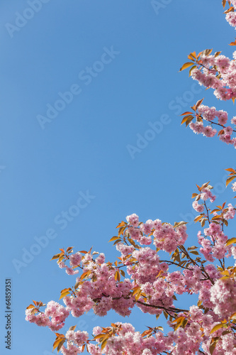 Cherry Blossom on the Stray, Harrogate