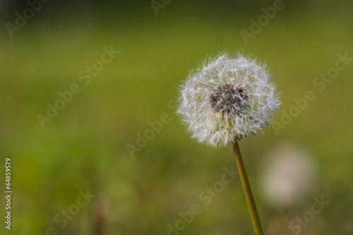 Dandelion