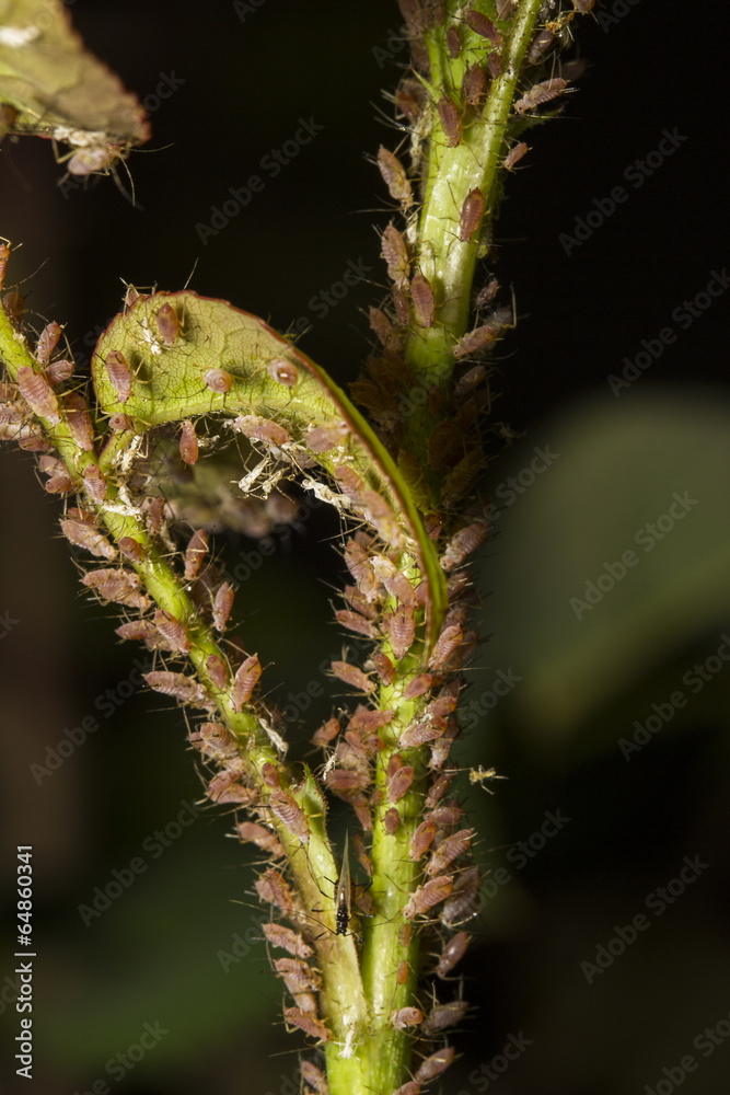 Fototapeta premium Aphids attacking