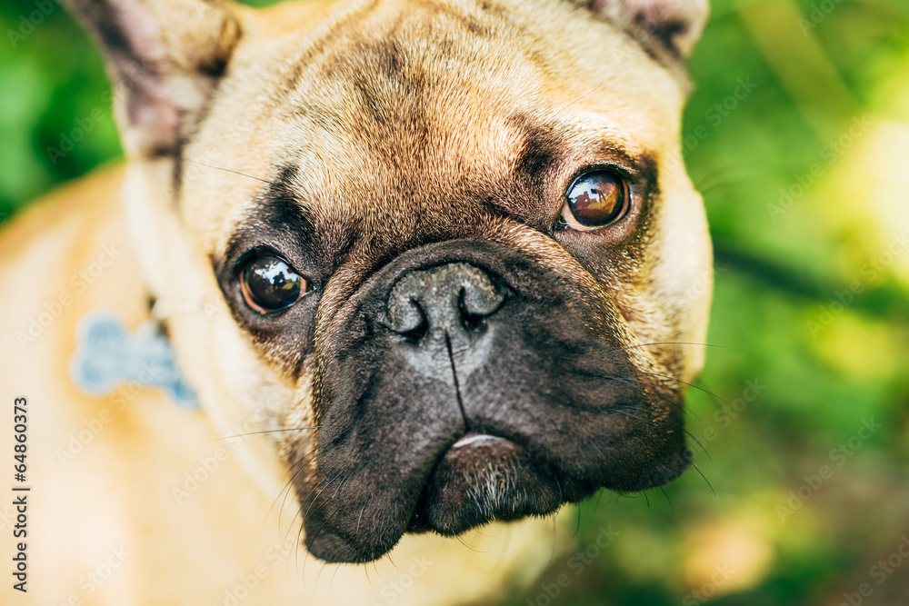 Obraz premium Dog French Bulldog