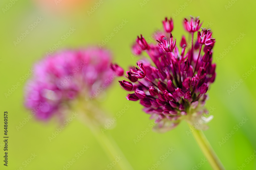 Herbal Garden - flowering garlic in the garden Herbal Garden - flowering garlic in the garden
