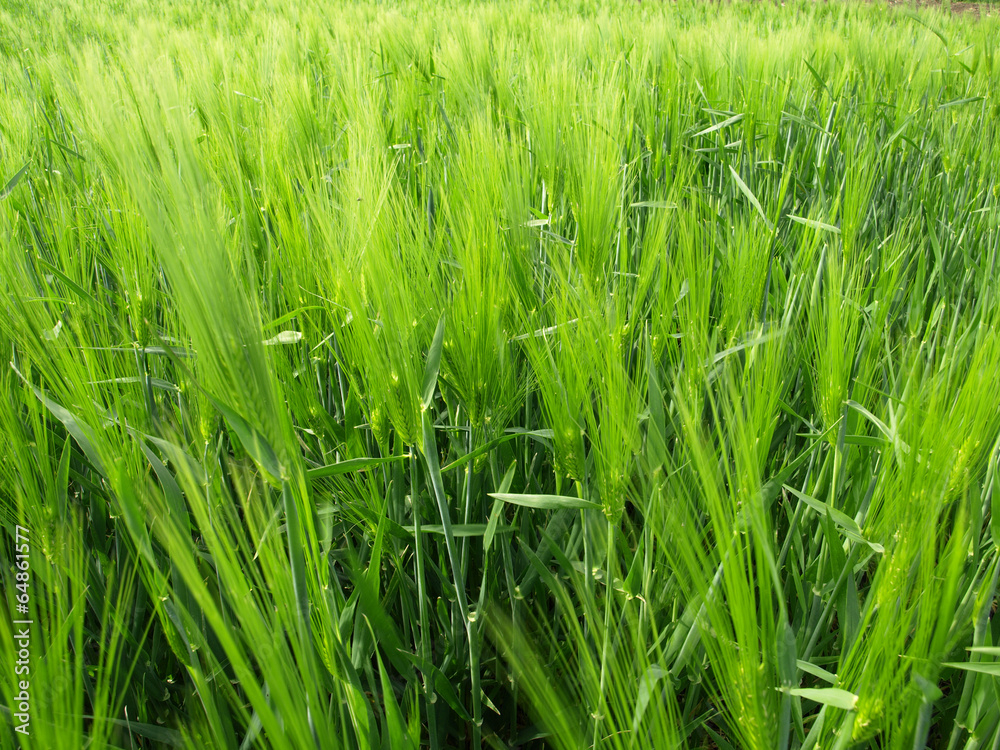 Obraz premium Wheat field