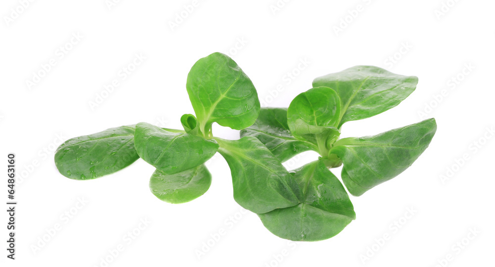 Close up of green fresh basil. Close up of green fresh basil.
