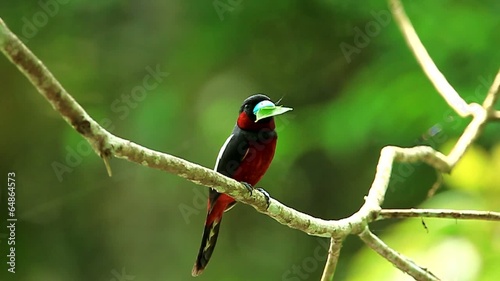 Black-and-red Broadbill(Cybirhynchus macrohynchus) with leaf photo