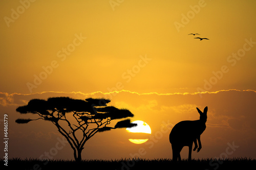 kangaroo in Australian landscape