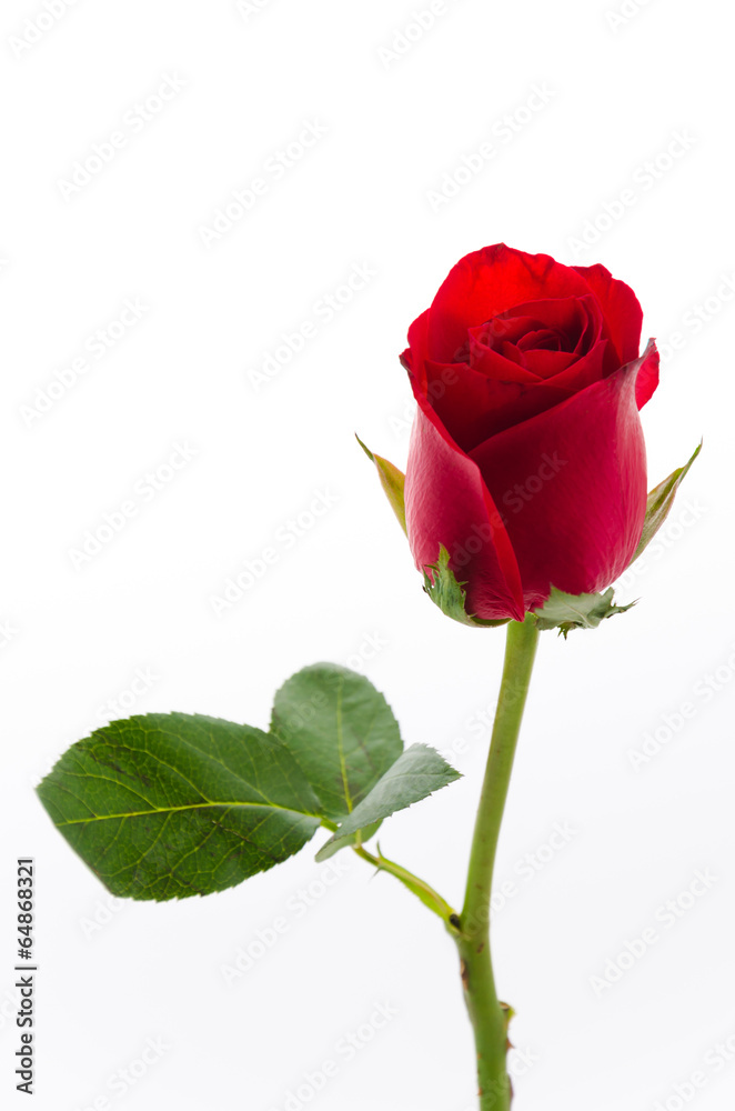 Fototapeta premium Red rose