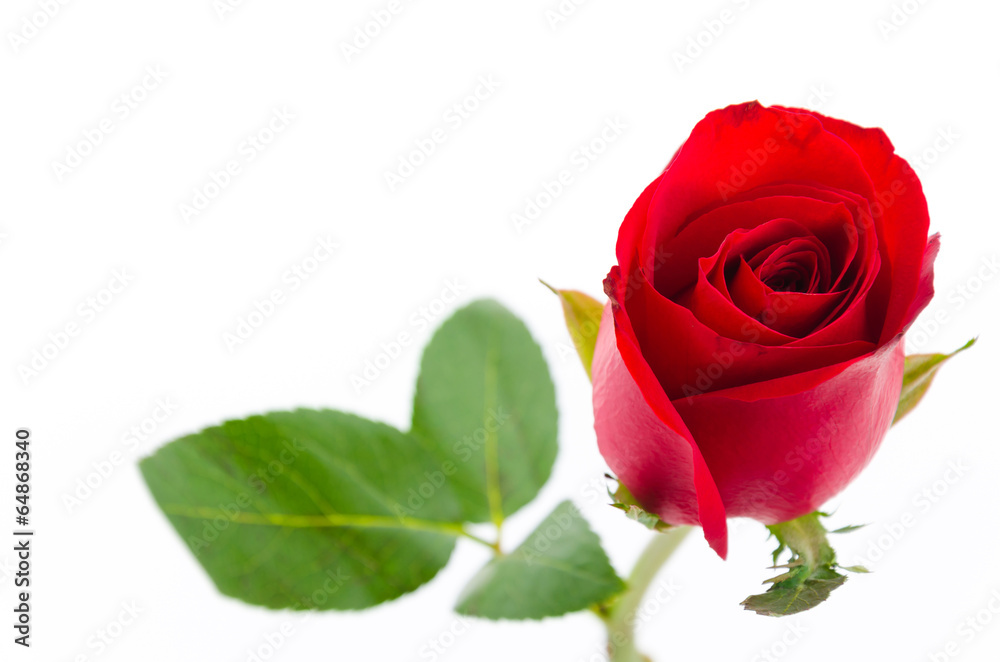 Naklejka premium Red rose