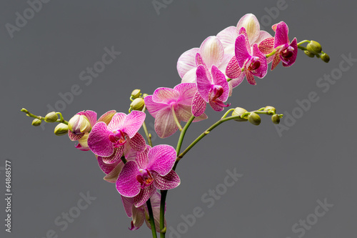 Fototapeta Naklejka Na Ścianę i Meble -  Orchid.