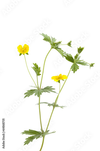 Potentilla erecta