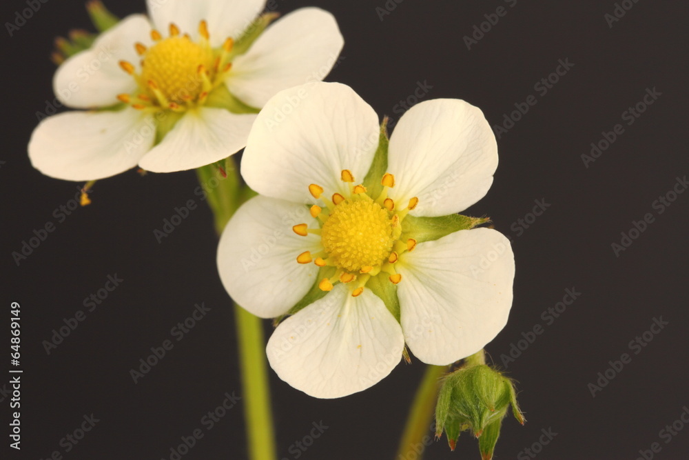 Fototapeta premium wild strawberry flower