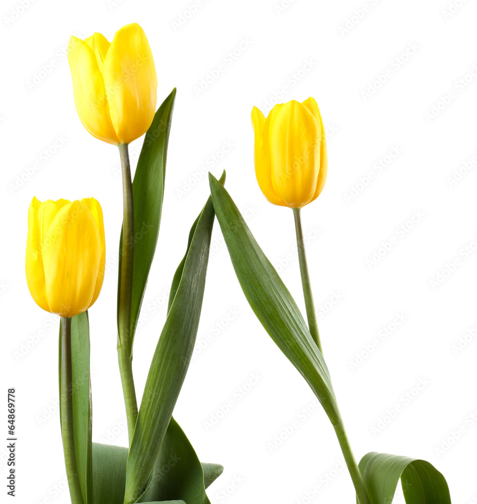 Fototapeta premium Beautiful tulips isolated on white