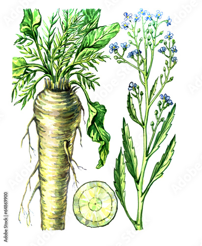 Obraz na plátně Fruits and leaves of horseradish (Armoracia). Botany