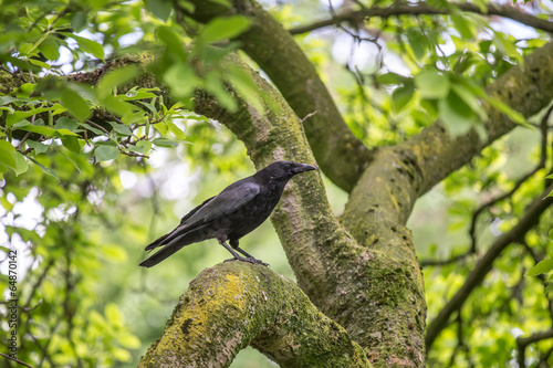 raven photo