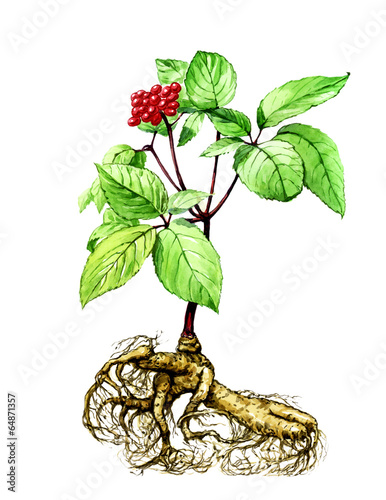 Fruits and leaves of ginseng. Botany