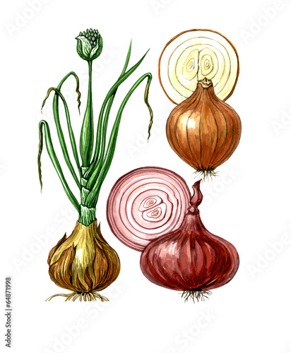 Fruits and leaves of onions Allium cepa. Botany