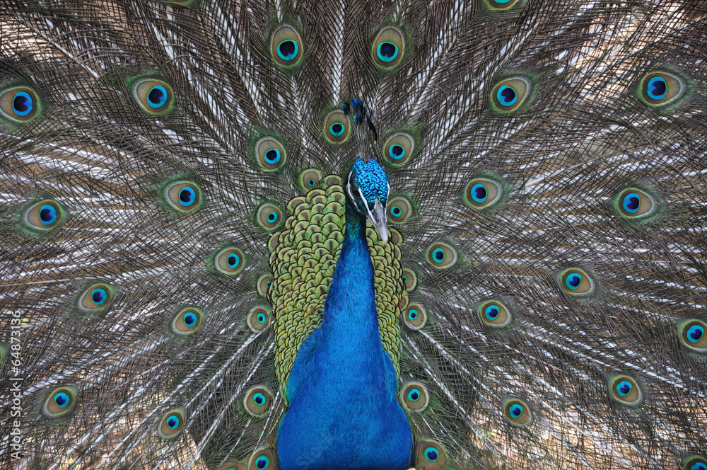 Obraz premium Paon - Peacock