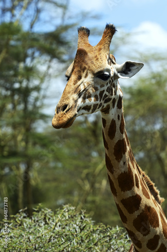 Giraffe © kyslynskyy