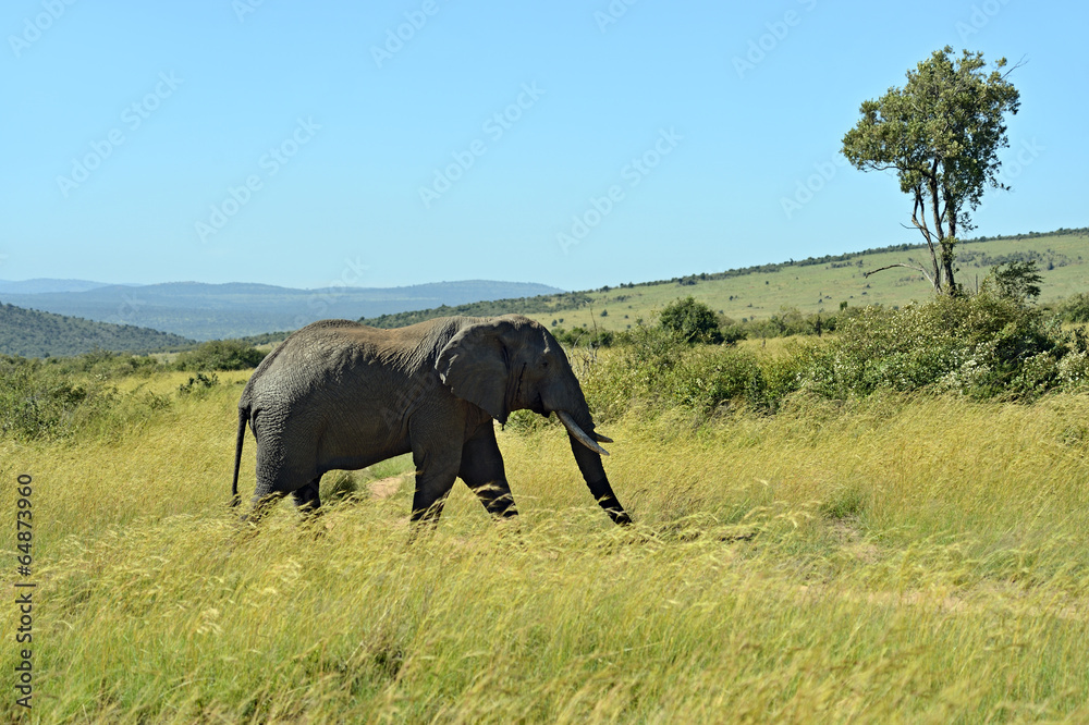 Fototapeta premium African elephants