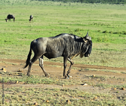 Wildebeest