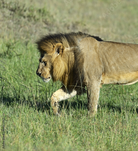 Fototapeta Naklejka Na Ścianę i Meble -  Lions Masai Mara