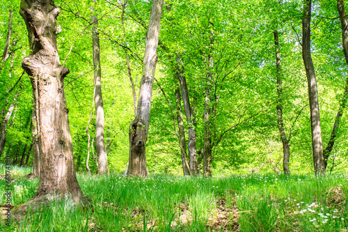 Spring Green Forest Photo with Flowers and Grass