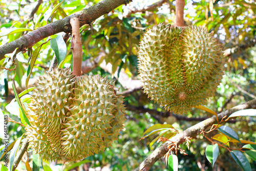 Fresh durian fruits on tree. King of fruit in Thailand.