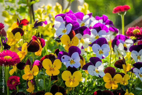 Fototapeta Naklejka Na Ścianę i Meble -  Hornveilchen, Blüten, bunt
