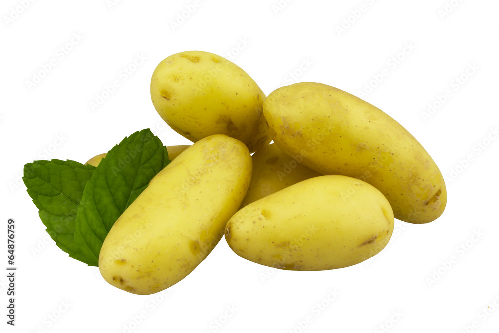 Young potatoes with green leaves isolated on white