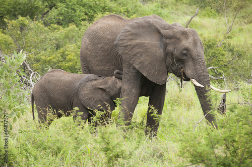 Wild elephants in South Africa © filipbjorkman