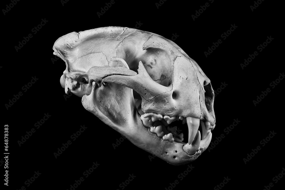Fototapeta premium Cougar Skull