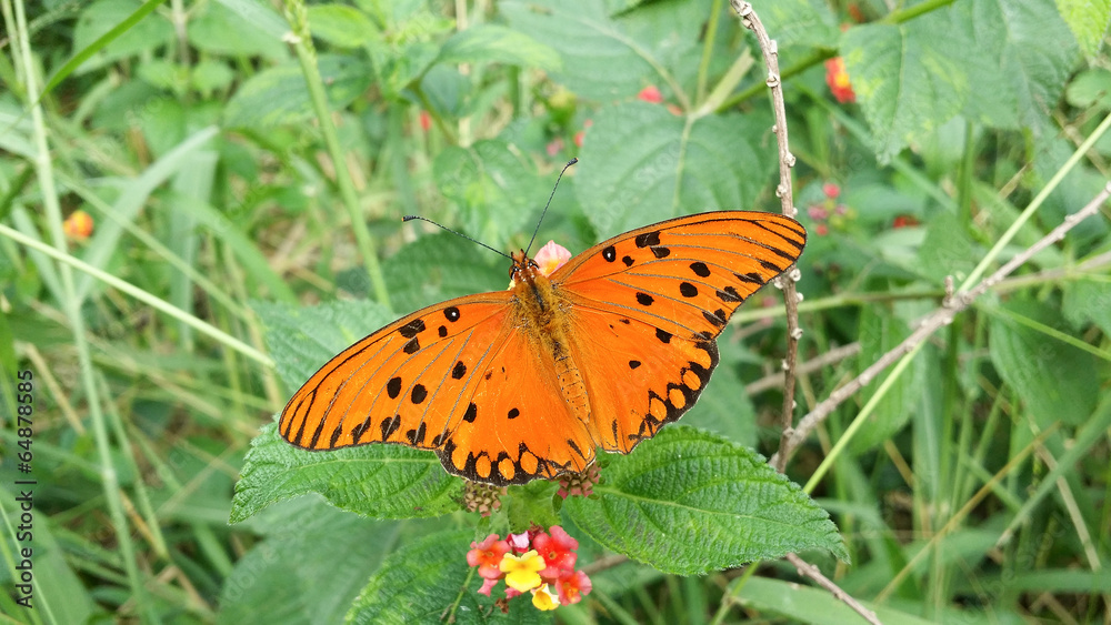 Obraz premium Butterfly