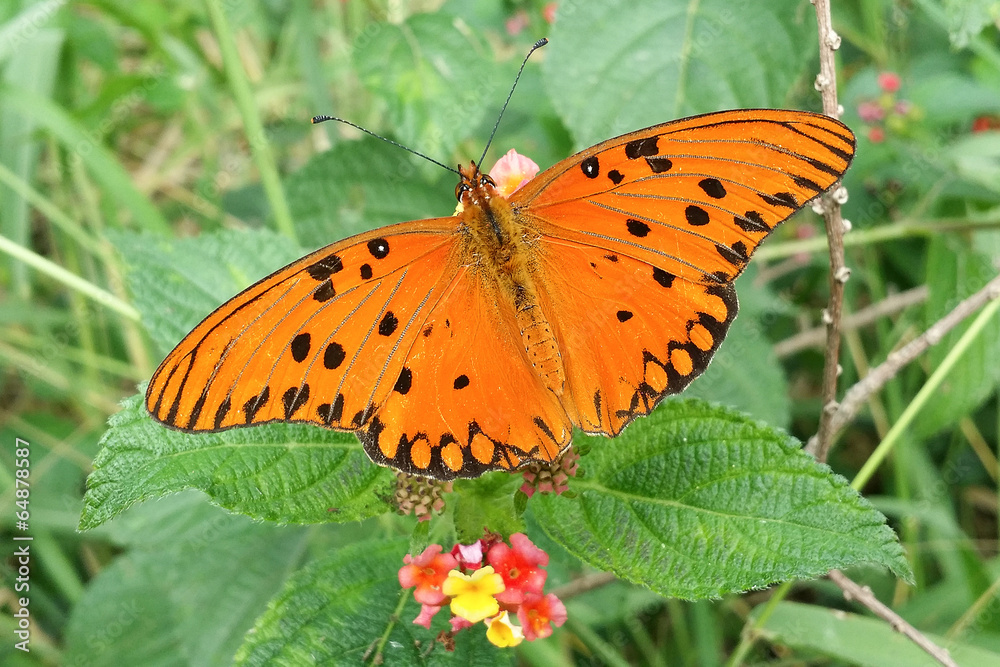 Butterfly Butterfly