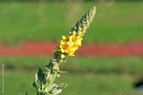 Great Mullein flower photo