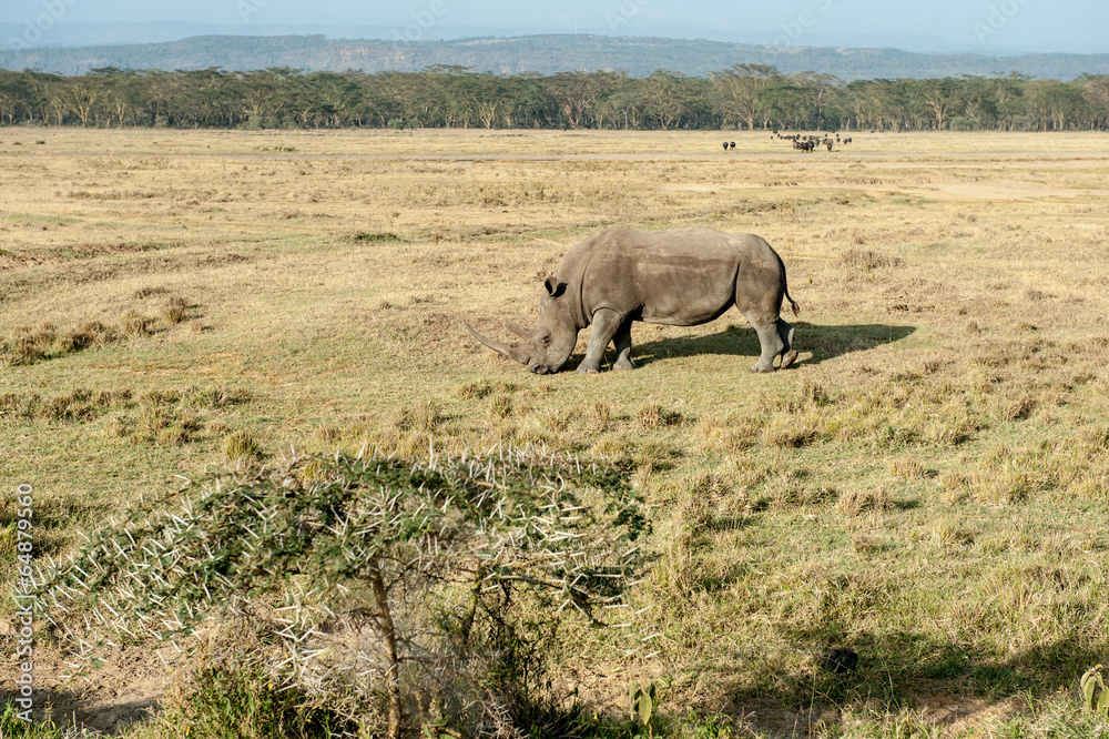 Fototapeta premium rhino