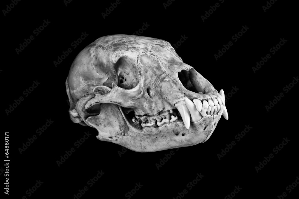 Obraz premium Black Bear