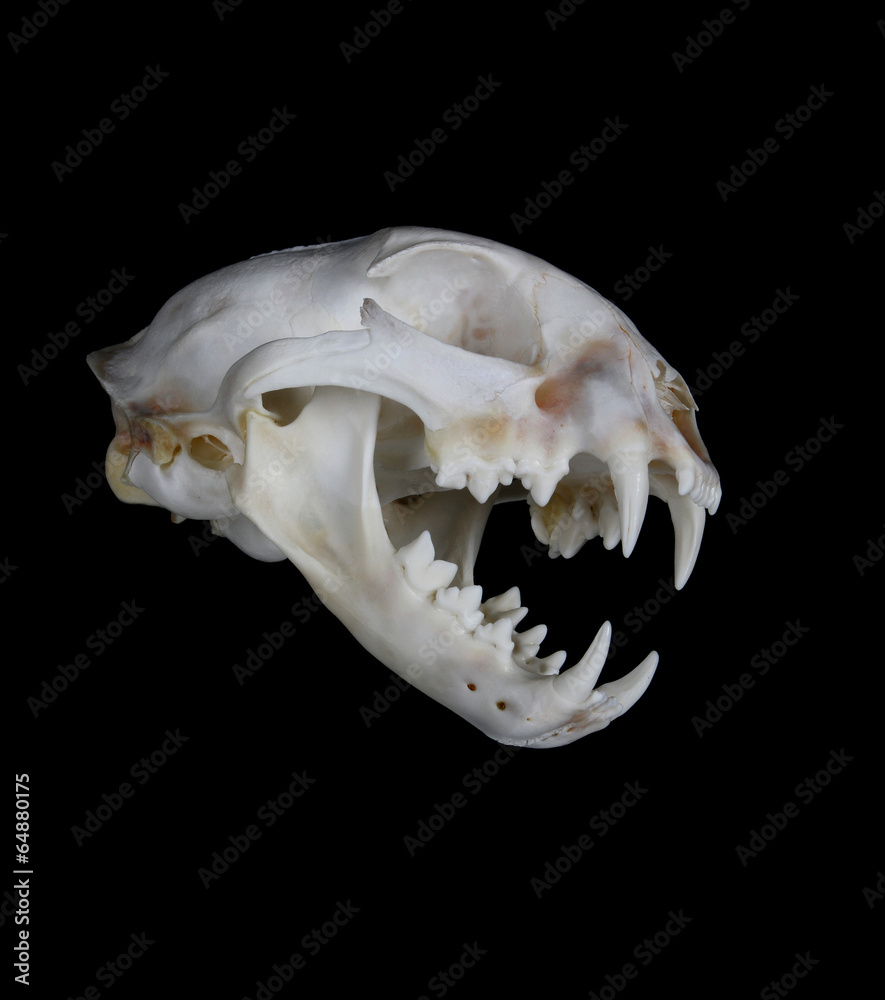 Fototapeta premium Bobcat Skull