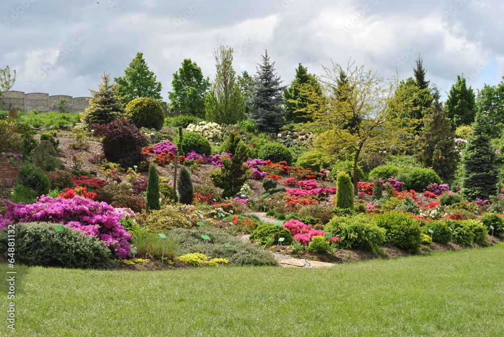 Obraz premium Rododendrony w ogrodzie