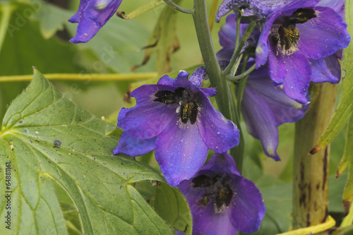 Rittersporn (Delphinium)