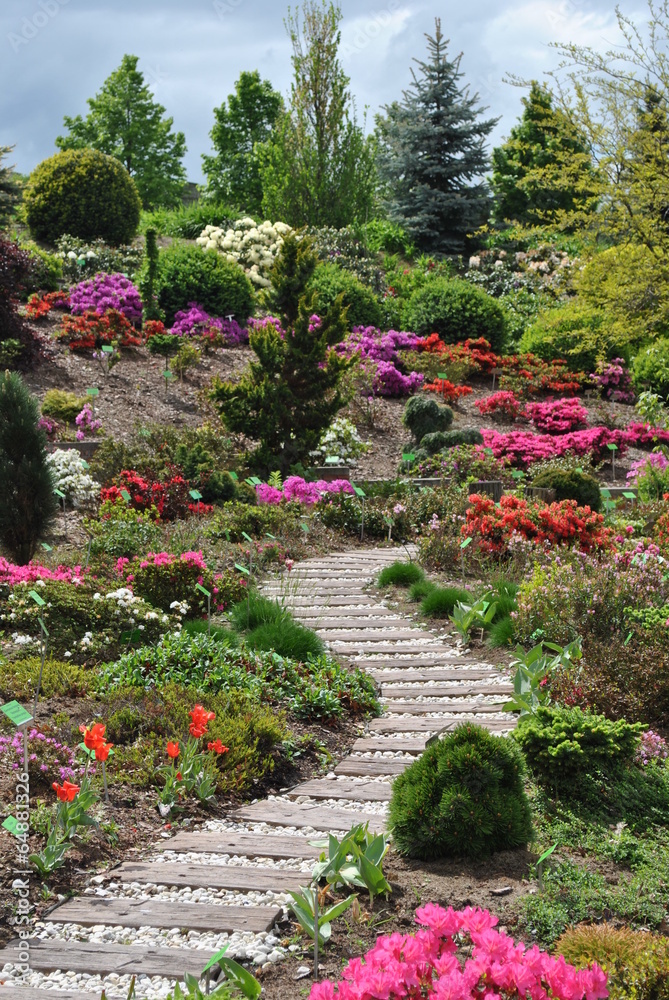 Naklejka premium Rododendrony w ogrodzie