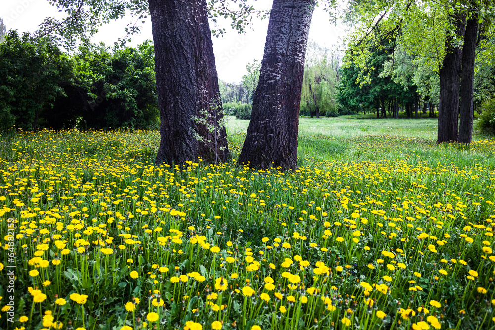 Trees surrounded by blooming yellow dandelions Trees surrounded by blooming yellow dandelions