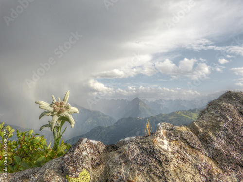 Edelweiss Alpenblume in HDR