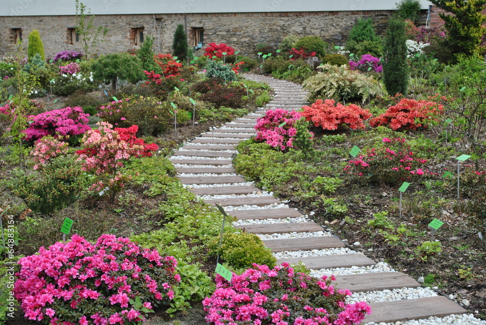Rododendrony w ogrodzie Rododendrony w ogrodzie