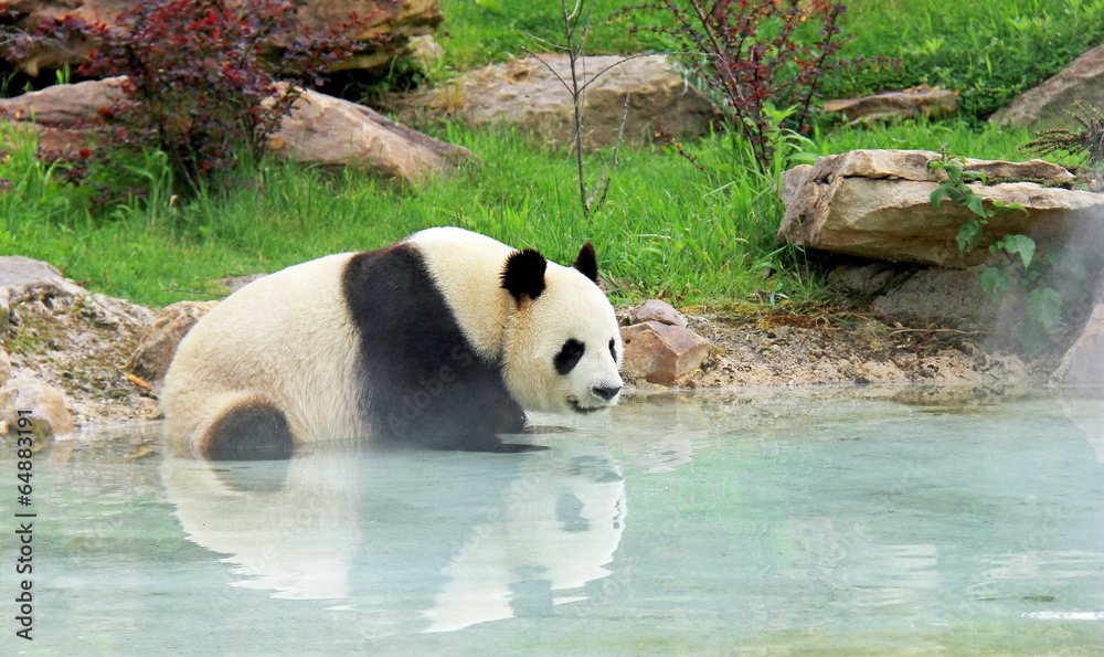 Obraz premium Bain de vapeur d'un panda géant