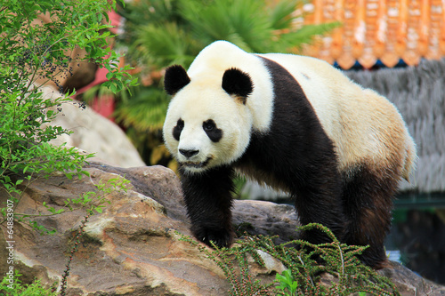 Un panda géant en captivité