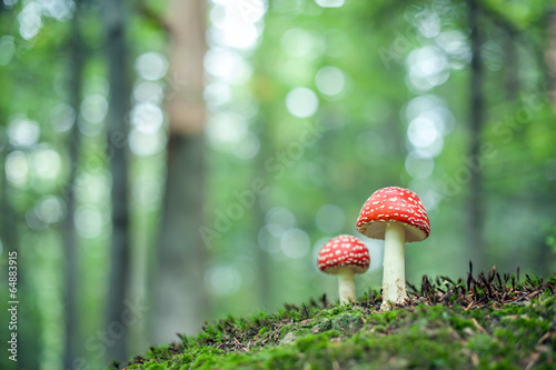 Slika na platnu mushroom