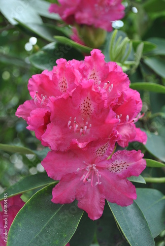 Rododendrony w ogrodzie