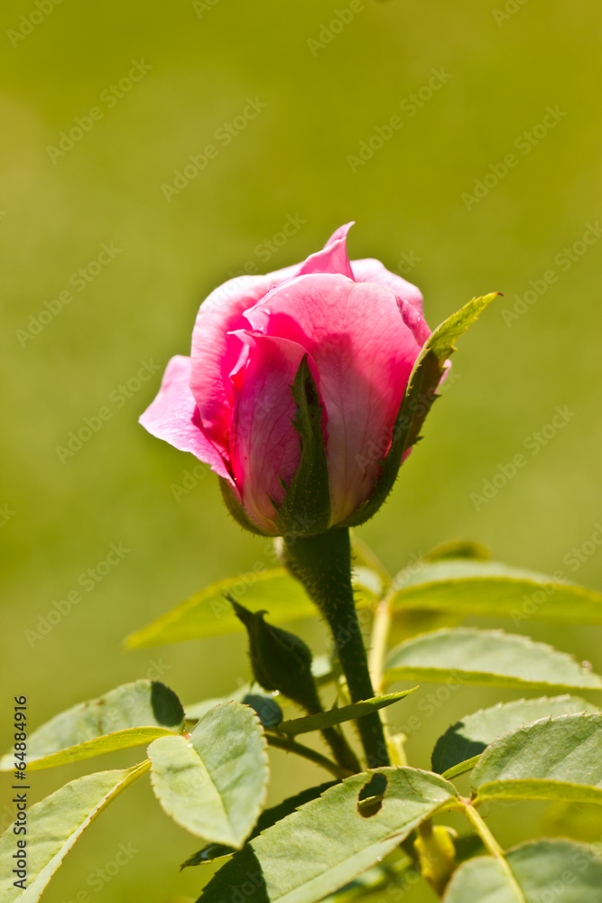 the pink rose in the garden the pink rose in the garden