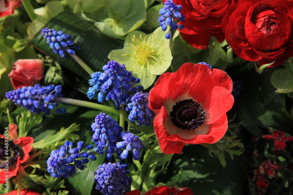 Fototapeta premium Spring flowers in red and blue