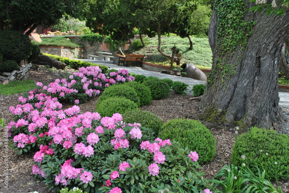 Fototapeta premium Rododendrony w ogrodzie